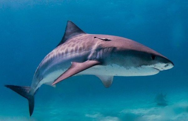 Древнее красивое существо. /Фото: en.wikipedia.org. 