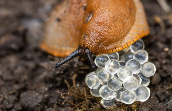 Химические средства помогают в борьбе не только со взрослыми особями, а и с яичной кладкой.  Фото: 24smi.org.