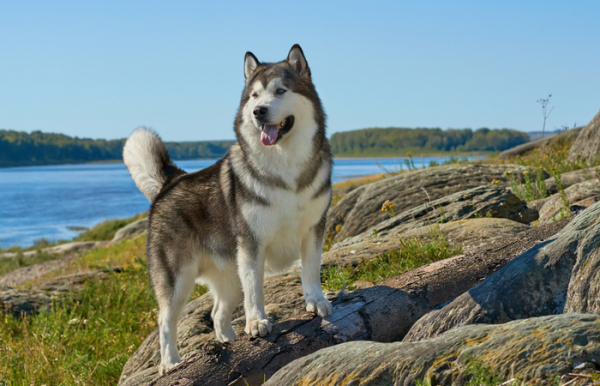 Є багато переваг. /Фото: dogster.com. Есть много достоинств. /Фото: dogster.com.