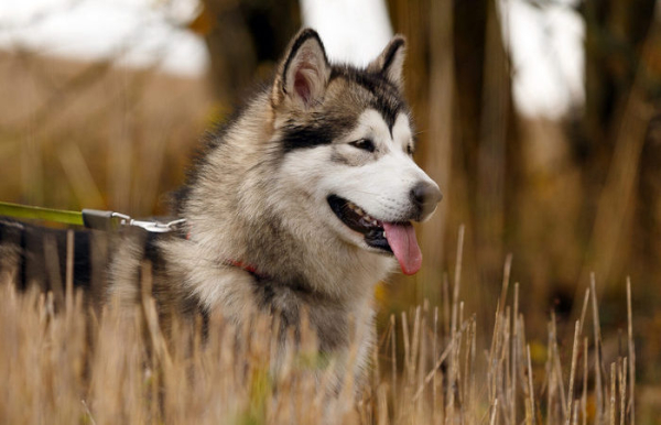 Серйозний собака. /Фото: am-kennel.com. Серьёзная собака. /Фото: am-kennel.com.