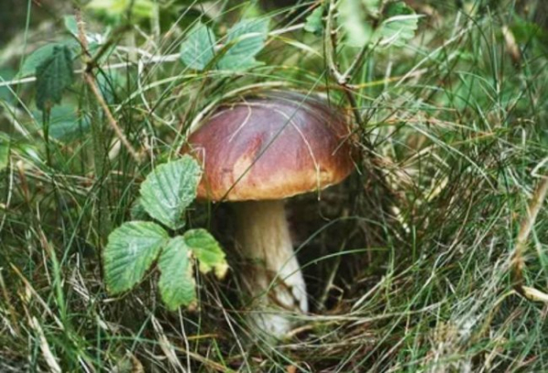 Як на дачній ділянці створювати необхідний ґрунт? Кілька слів про&hellip;