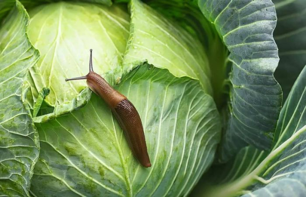 Ручная сборка улиток и слизняков - самый простой способ избавиться от вредителей.  Фото: pogovorim.by.