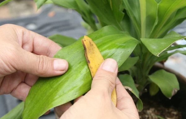 Больше никакой пыли на комнатных растениях.