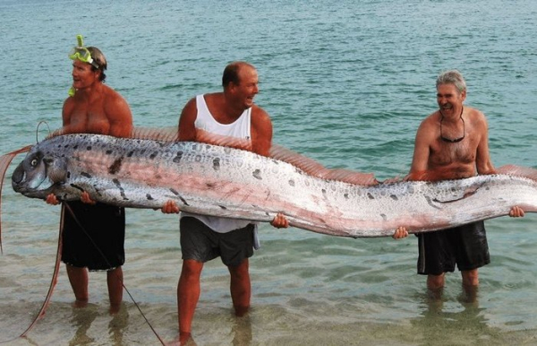 Рыбина больше человека. /Фото: ok.ru. 