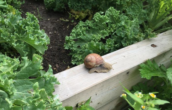 Улитки также могут мигрировать с других участков.  Фото: cdn.pixabay.com.